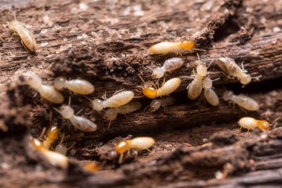Diagnostic termites : un diagnostic immobilier qui dit tout sur les termites et plus encore